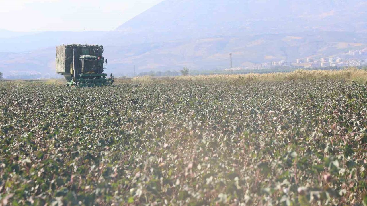 Amik Ovası'nda pamuk verimi kuraklıktan etkilendi