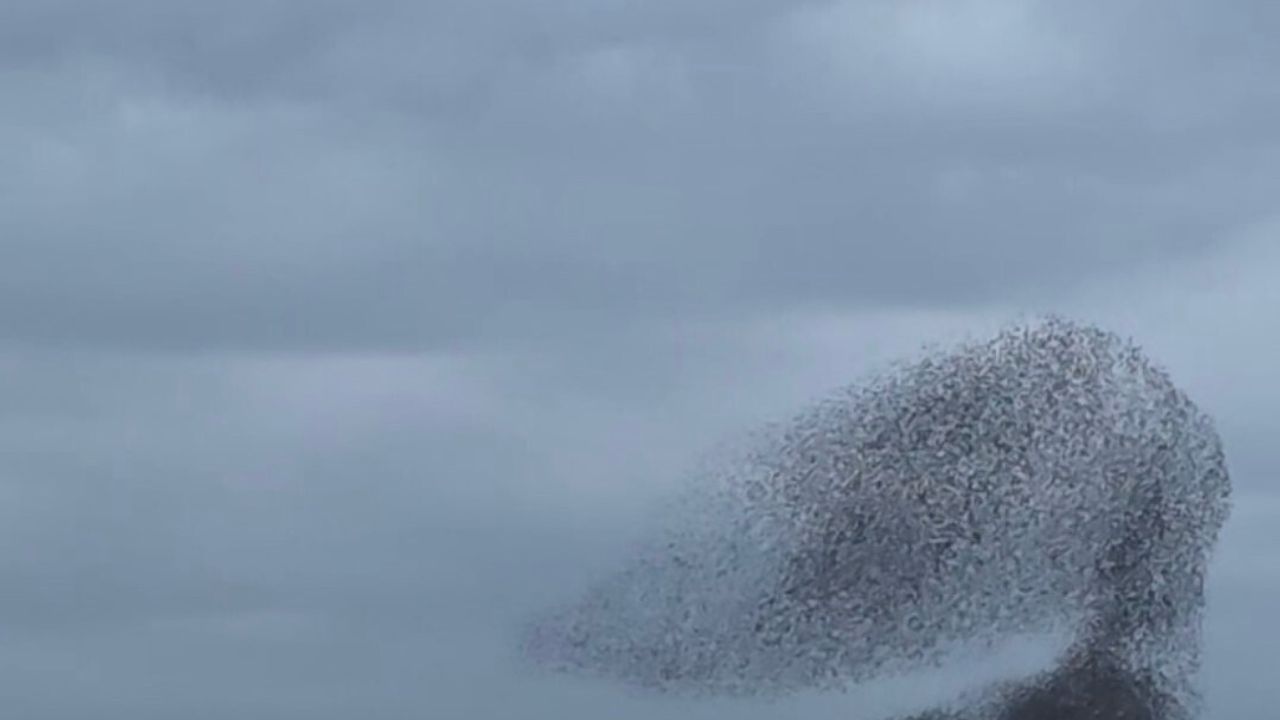 Ankara'da Sığırcık Gösterisi Gölbaşı'nda Büyüledi