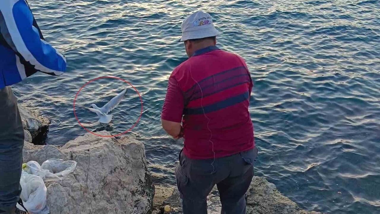 Antalya'da oltaya takılan martı kurtarıldı