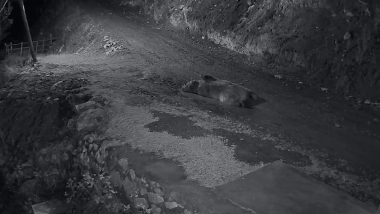 Araklı Bahçecik'te evleri talan eden ayı, kamyonetle kovalanırken görüntülendi