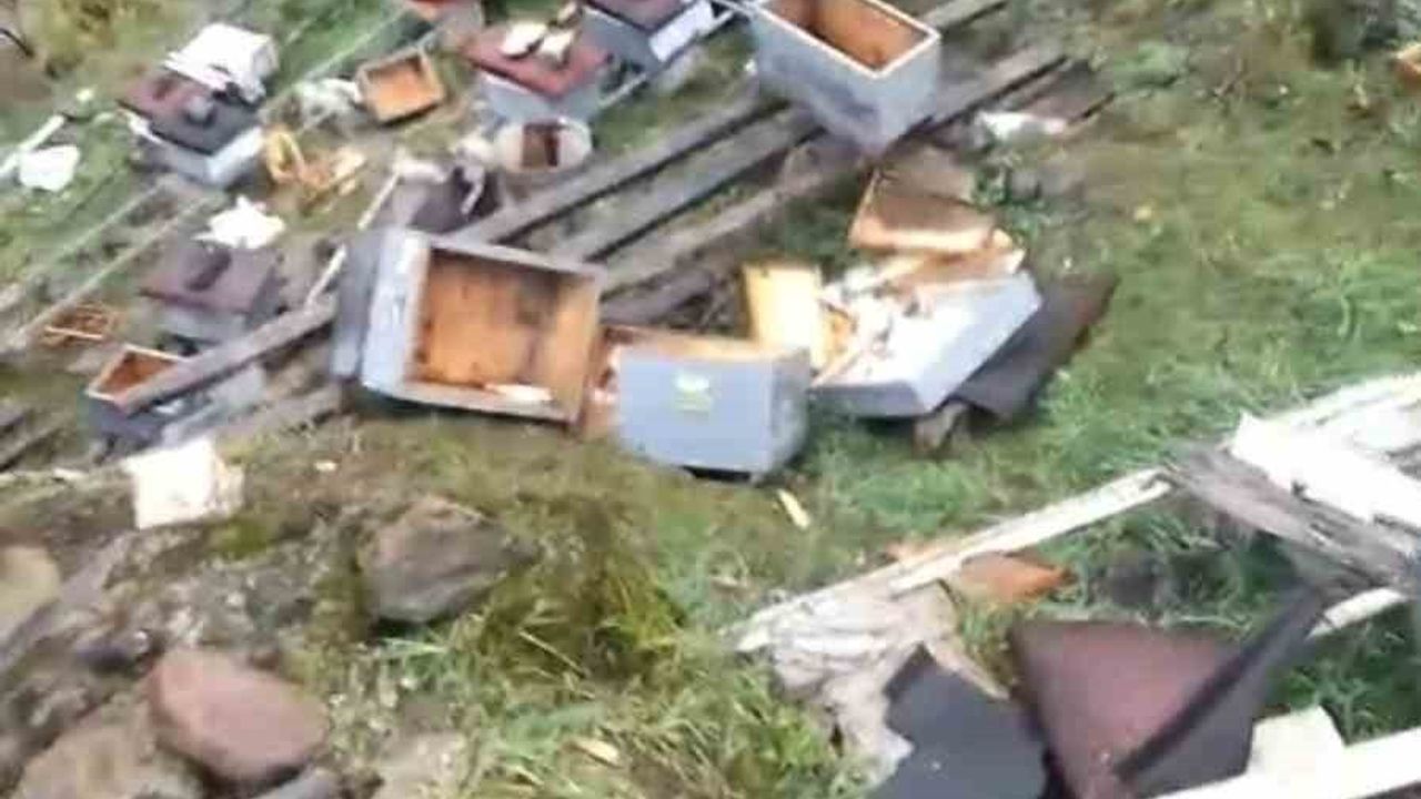 Araklı’da ayı saldırısı: Ziya Kotaman’ın 50’den fazla kovanı zarar gördü