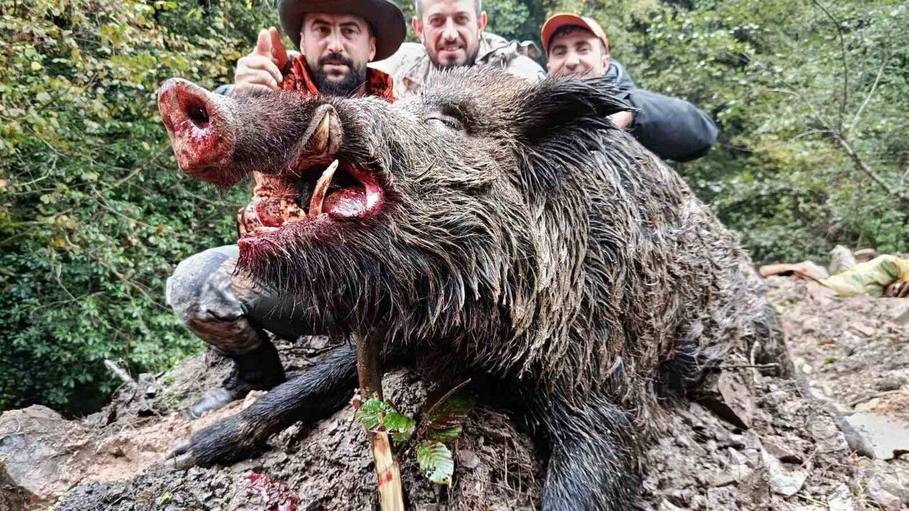 Araklı'da sürek avında 300 kg'lık yaban domuzu ve toplam 7 av