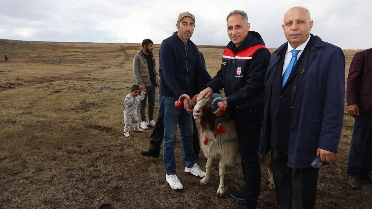 Arpaçay'da Koç Katım Geleneği Devam Ediyor