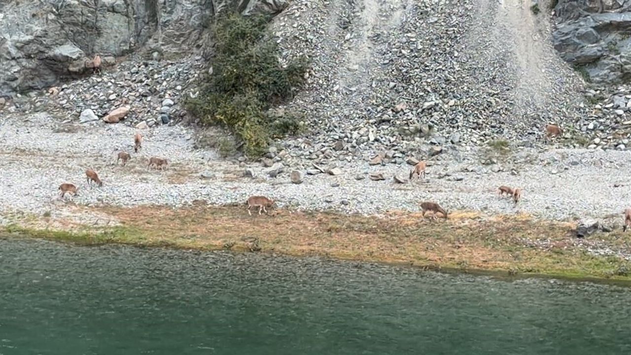 Artvin'de Çoruh kıyısına inen dağ keçileri sürüsü ender görüntüler oluşturdu