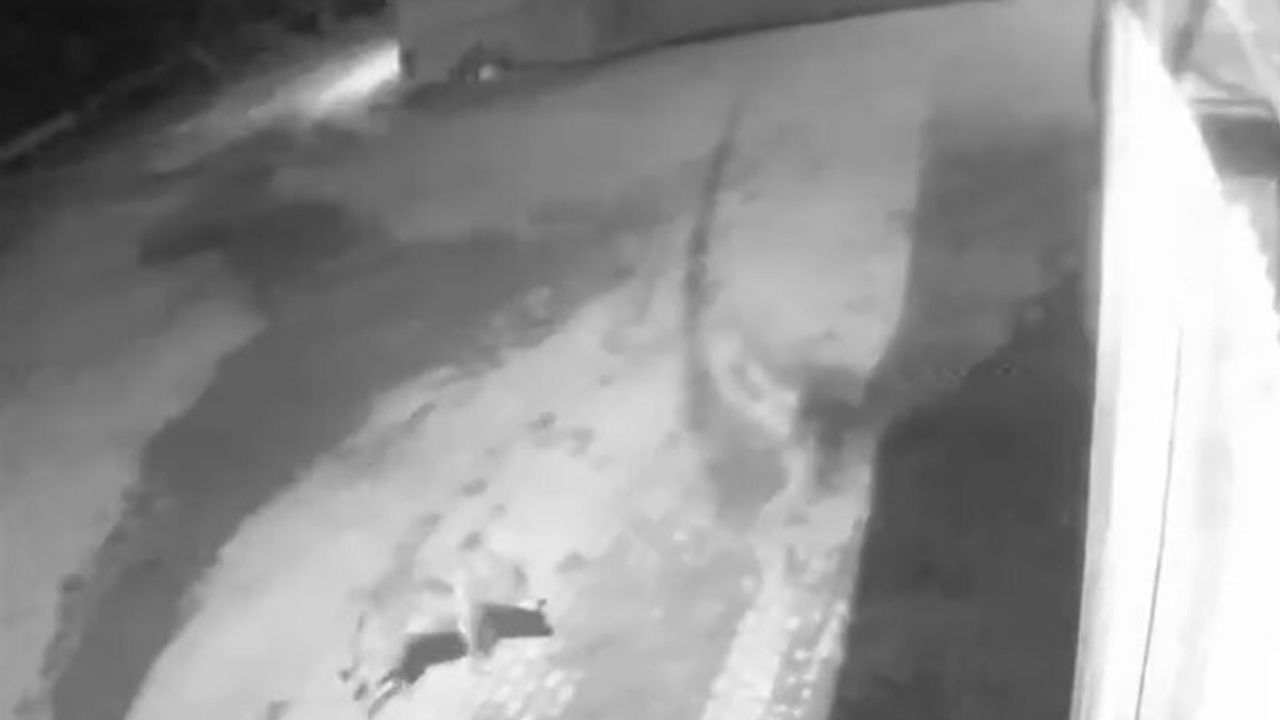 Aşkale'de Kurtların Köye İnişi Karahasan'da Endişe Yarattı