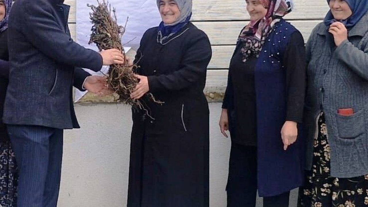 Aslanapa'da 13 kadın çiftçiye yüzde 75 hibe ile 7 bin ahududu fidanı