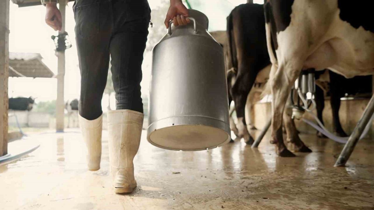 Aydın'da 9 bin 543 üreticiye 66 milyon 401 bin 359 TL çiğ süt desteği