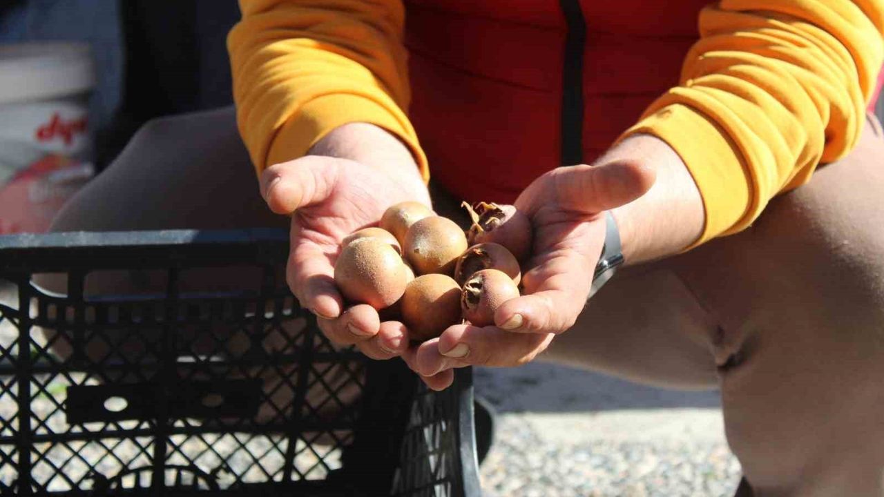 Aydın dağlarının beşbıyığı tezgâhlarda: Muşmula doğal şifa kaynağı