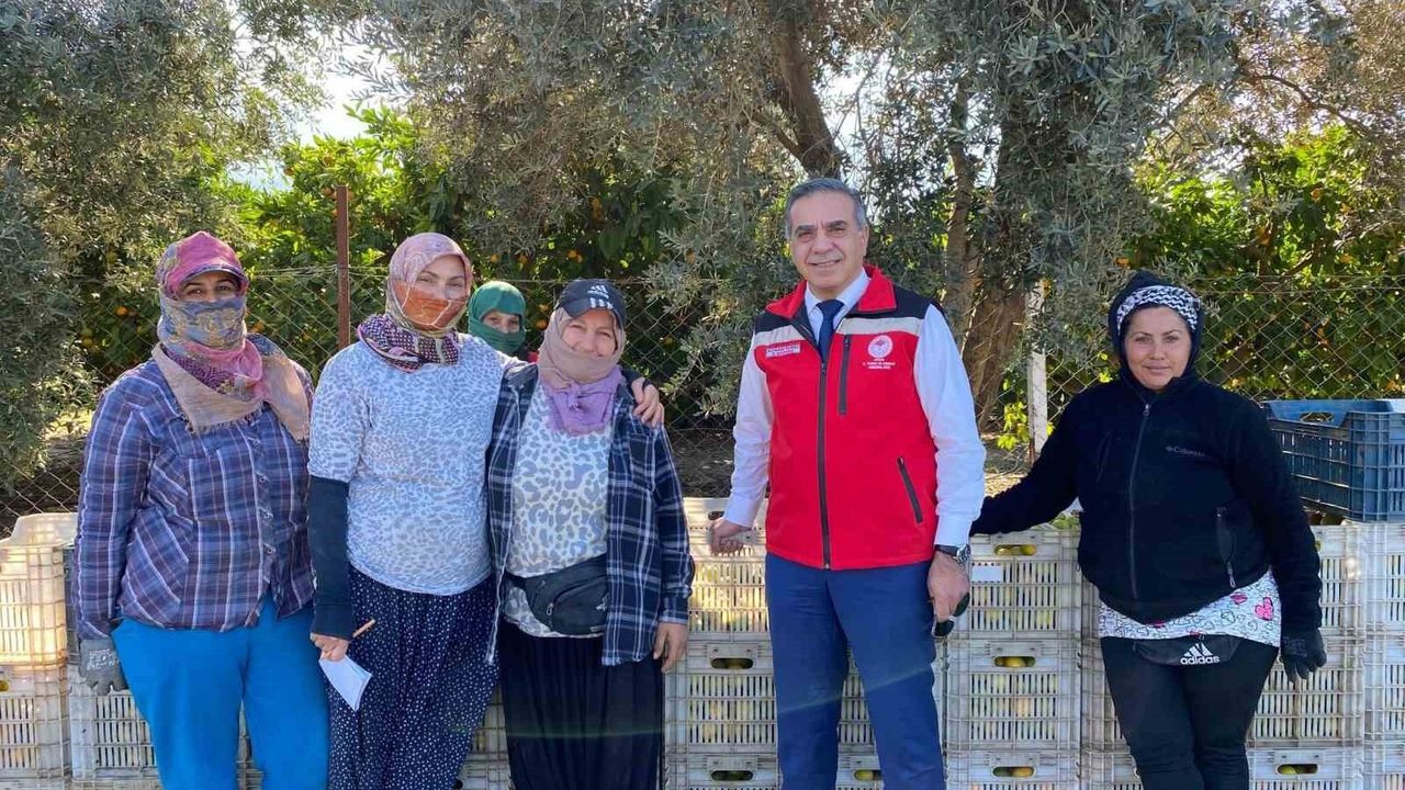 Aydın Kuşadası'nda mandalina hasadı başladı