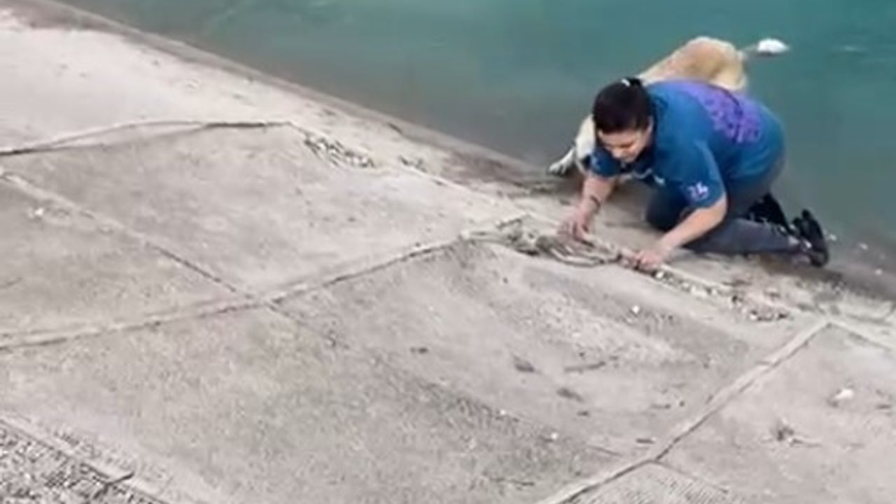 Aysun Dilaver, Kanala İnerek Kangalı Kurtarmaya Çalıştı; Eşi ve Belediyenin Hortumu İle Kurtarıldılar