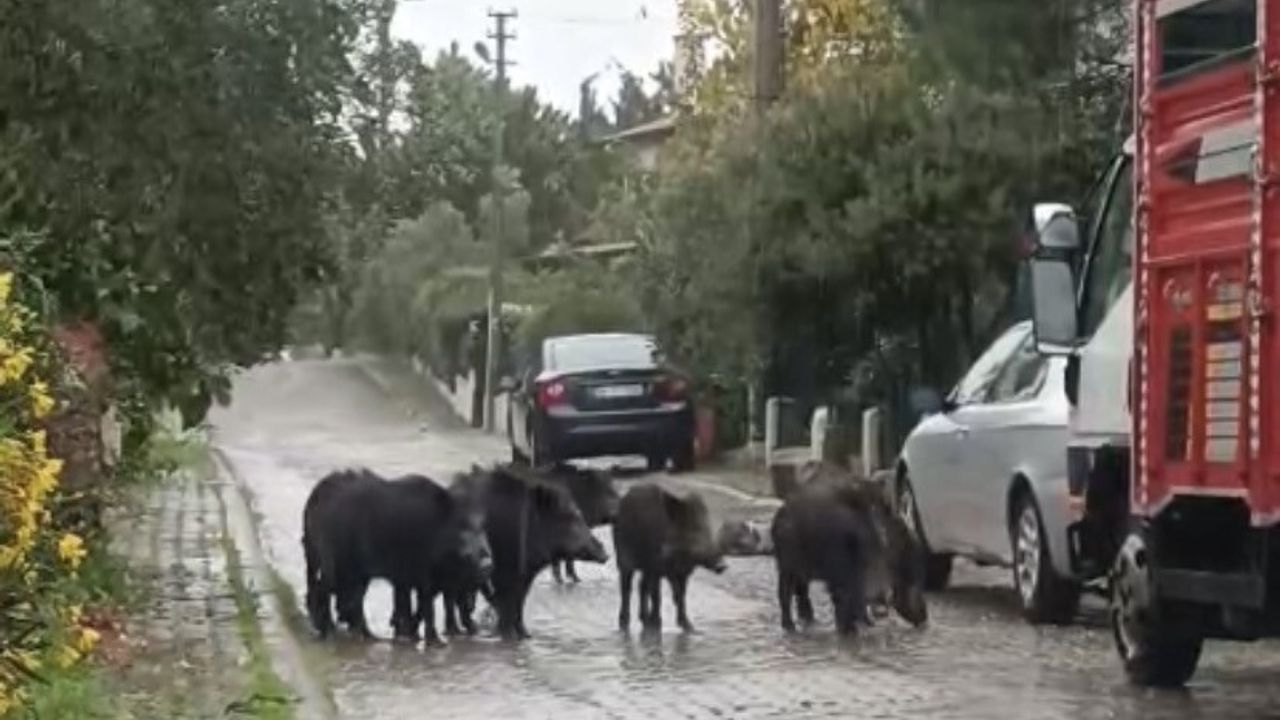 Ayvalık’ta yağışta aç kalan 8 yaban domuzu ilçe merkezine indi