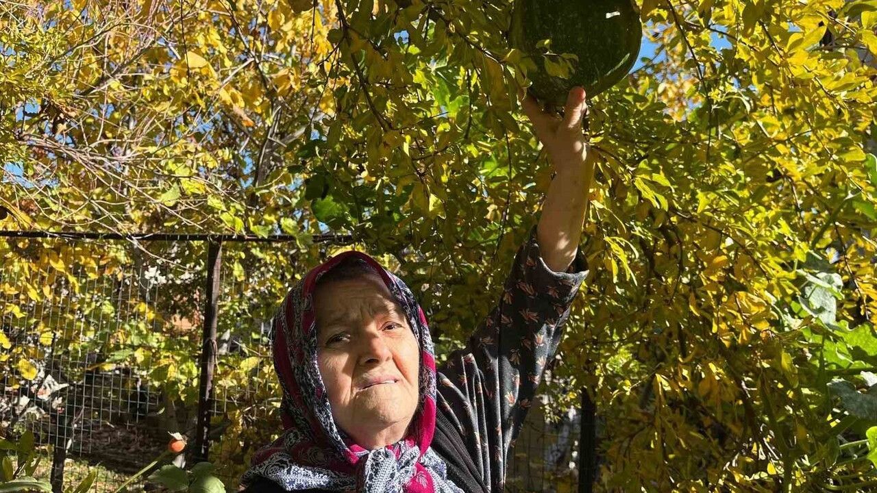 Bahçedeki kabak nar ağacı tepesinde meyve verdi