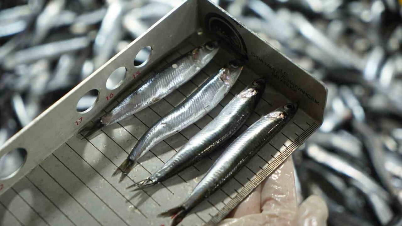 Balık tezgahlarında sıkı denetim: 109 kişi ve kuruluşa milyonluk ceza