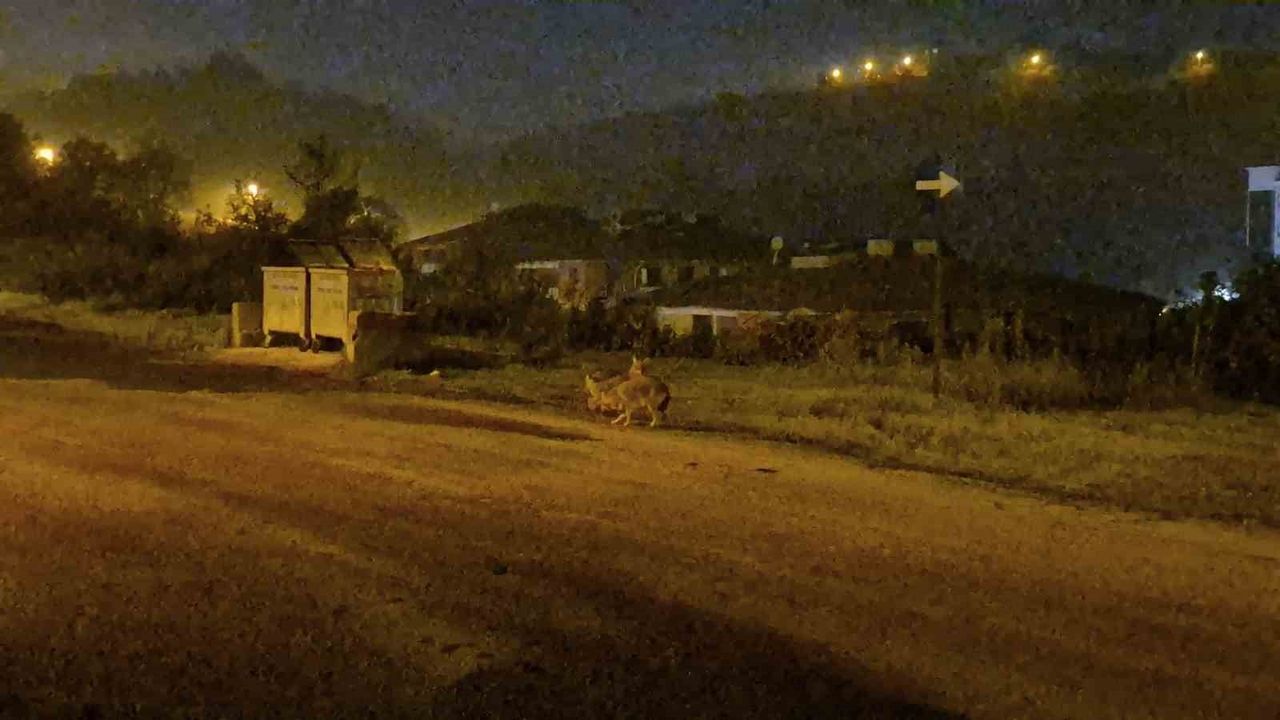 Bartın'da Çakallar Şehir Merkezine İndi