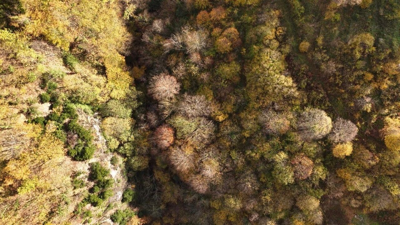 Başiskele'de Sonbaharın Büyüsü: İstanbul'a Yakın Doğa Rotası