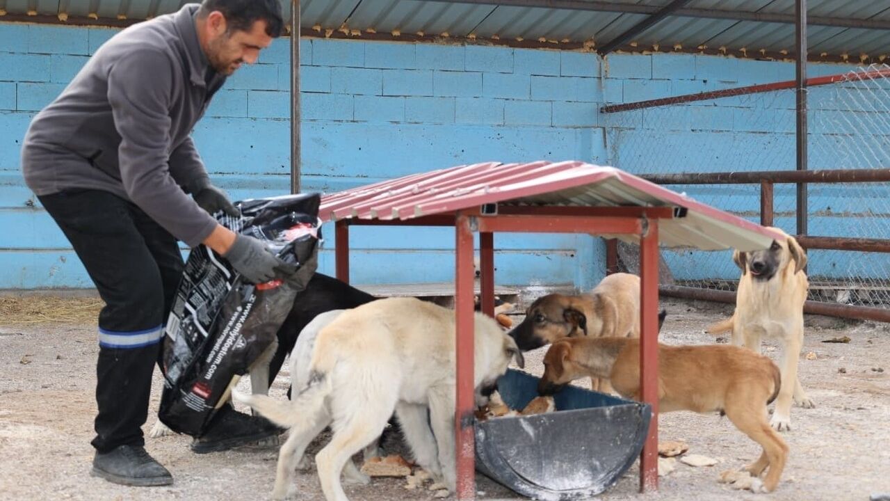 Başkan Metin'den sokak hayvanlarına yeni yaşam alanı