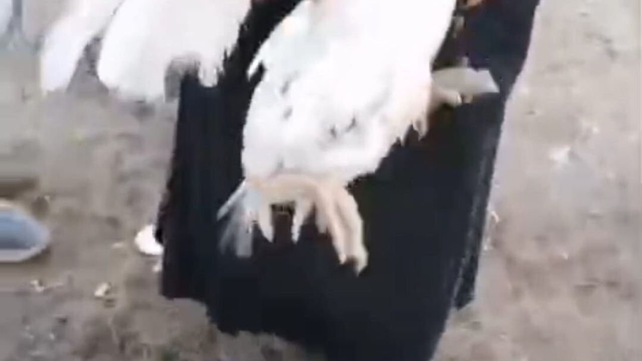 Batman'da 20 metrelik kuyudan kurtarılan horoz sahibine teslim edildi