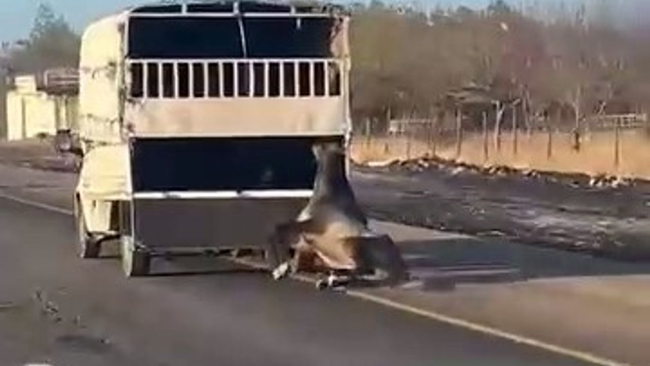 Batman'da kamyonetin arkasına bağlanan at yola düşüp sürüklendi — Görüntüler ortaya çıktı