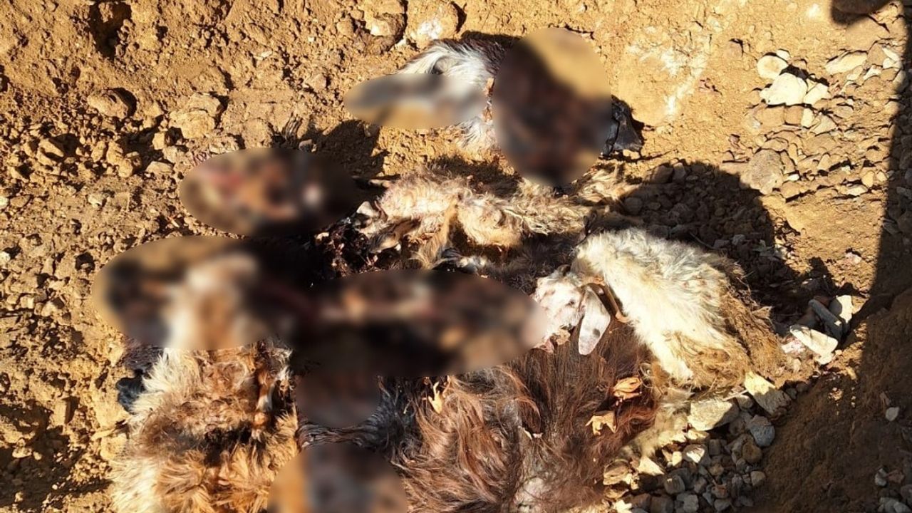 Batman Sason Kınalı'da kurt saldırısı: 10 keçi telef oldu