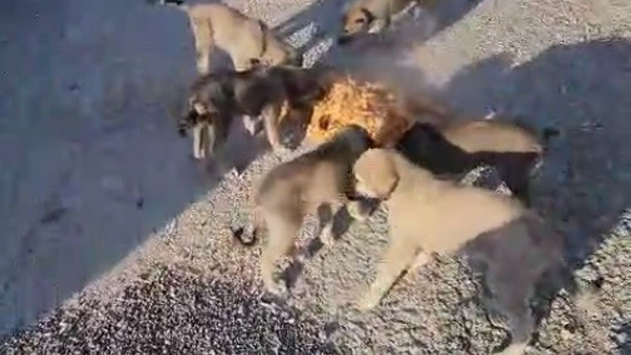 Bayburtlu şoför Yıldıray Ata anne ve 7 yavru köpeği koca tencereden besledi