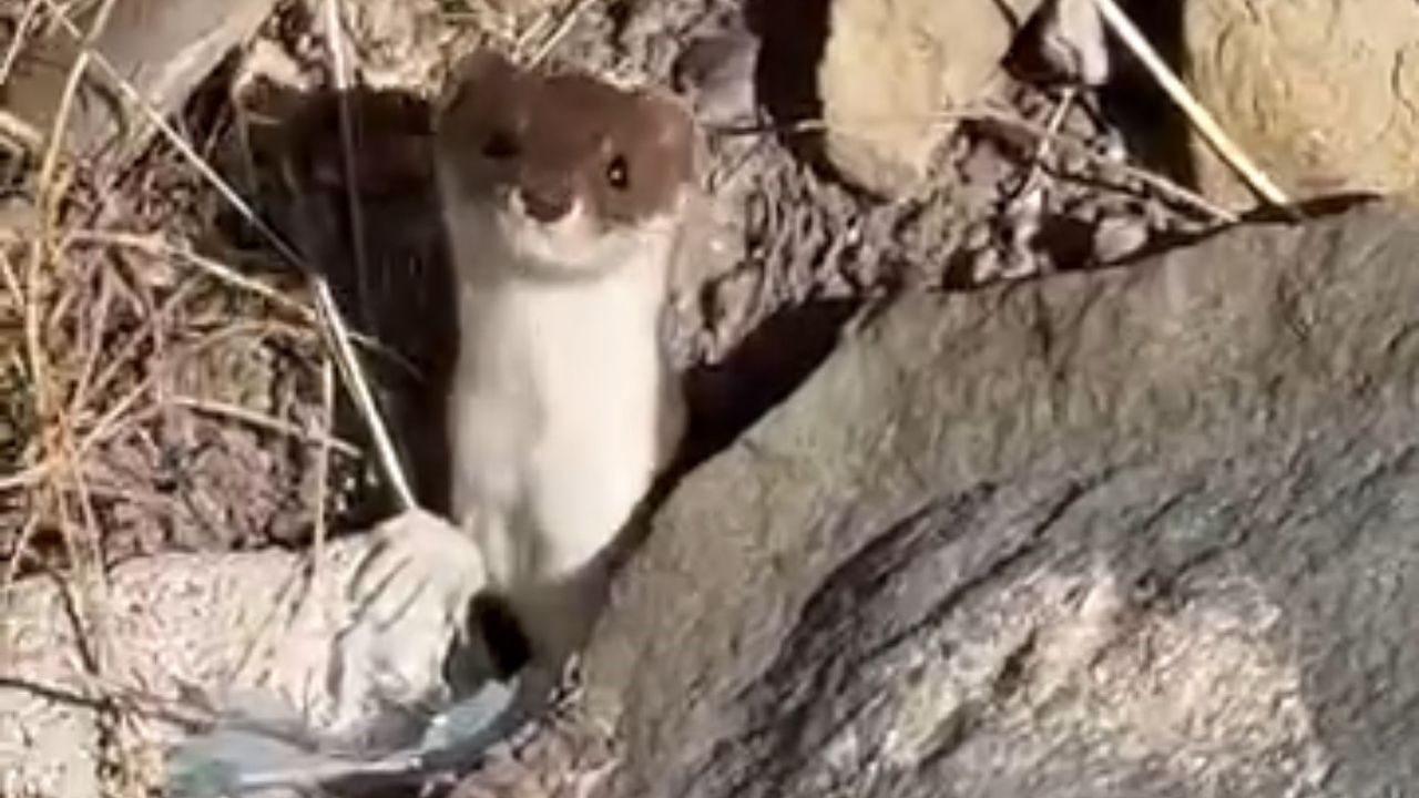 Beyaz Gelincik Şehir Merkezinde Görüntülendi