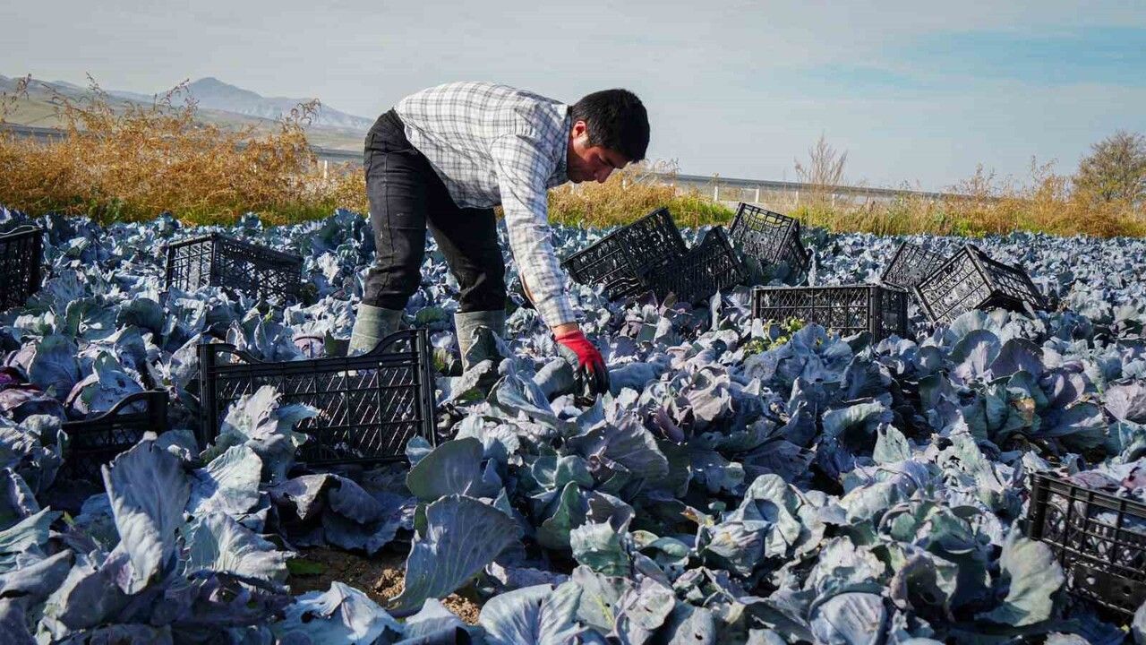 Beypazarı'nda mor lahana hasadı sezonun sonuna yaklaşıyor