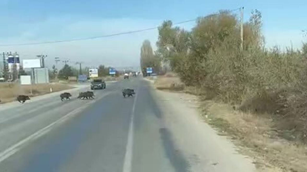 Beyşehir'de kara yoluna çıkan yaban domuzu sürüsü görüntülendi