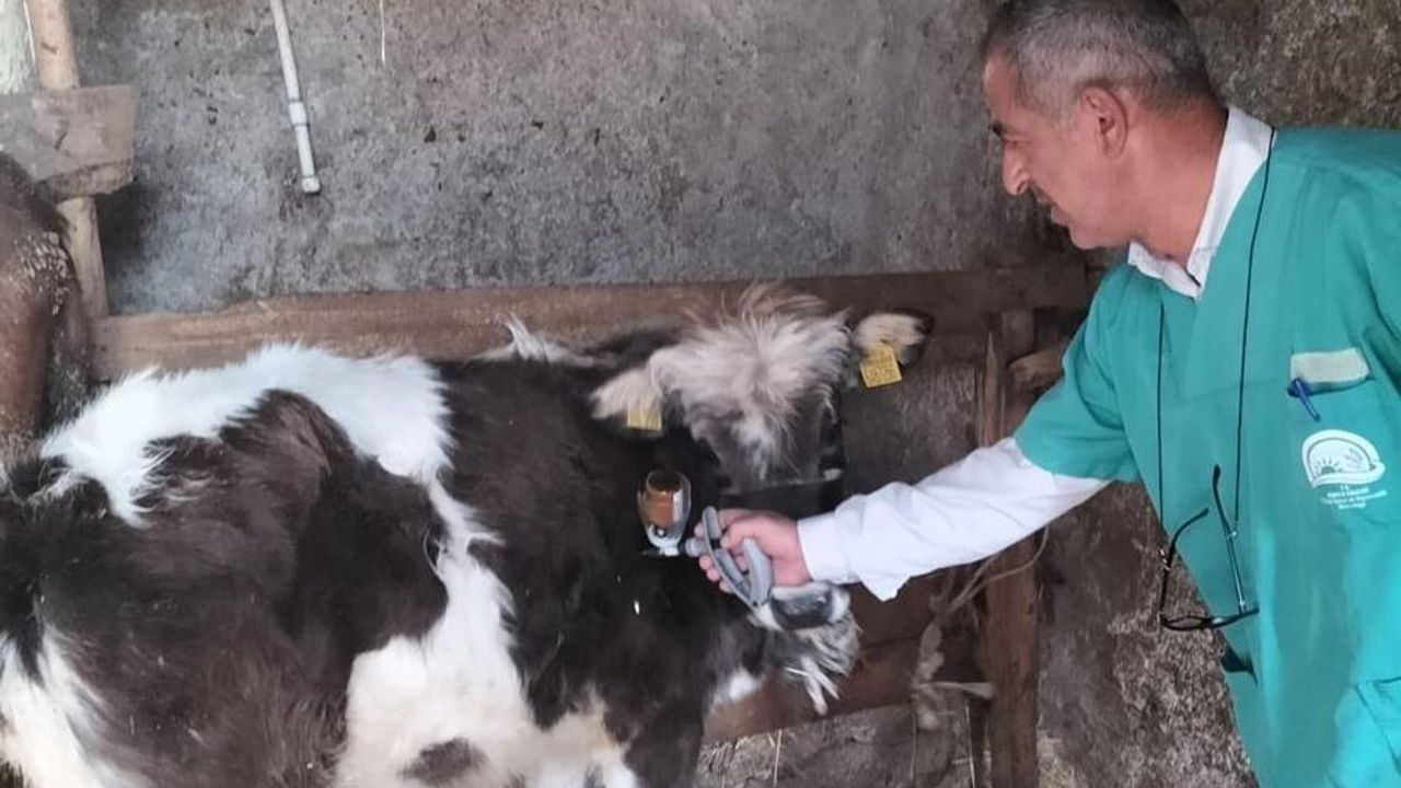 Beyşehir’de şap (sat 1) rapel aşısı çalışmaları başladı