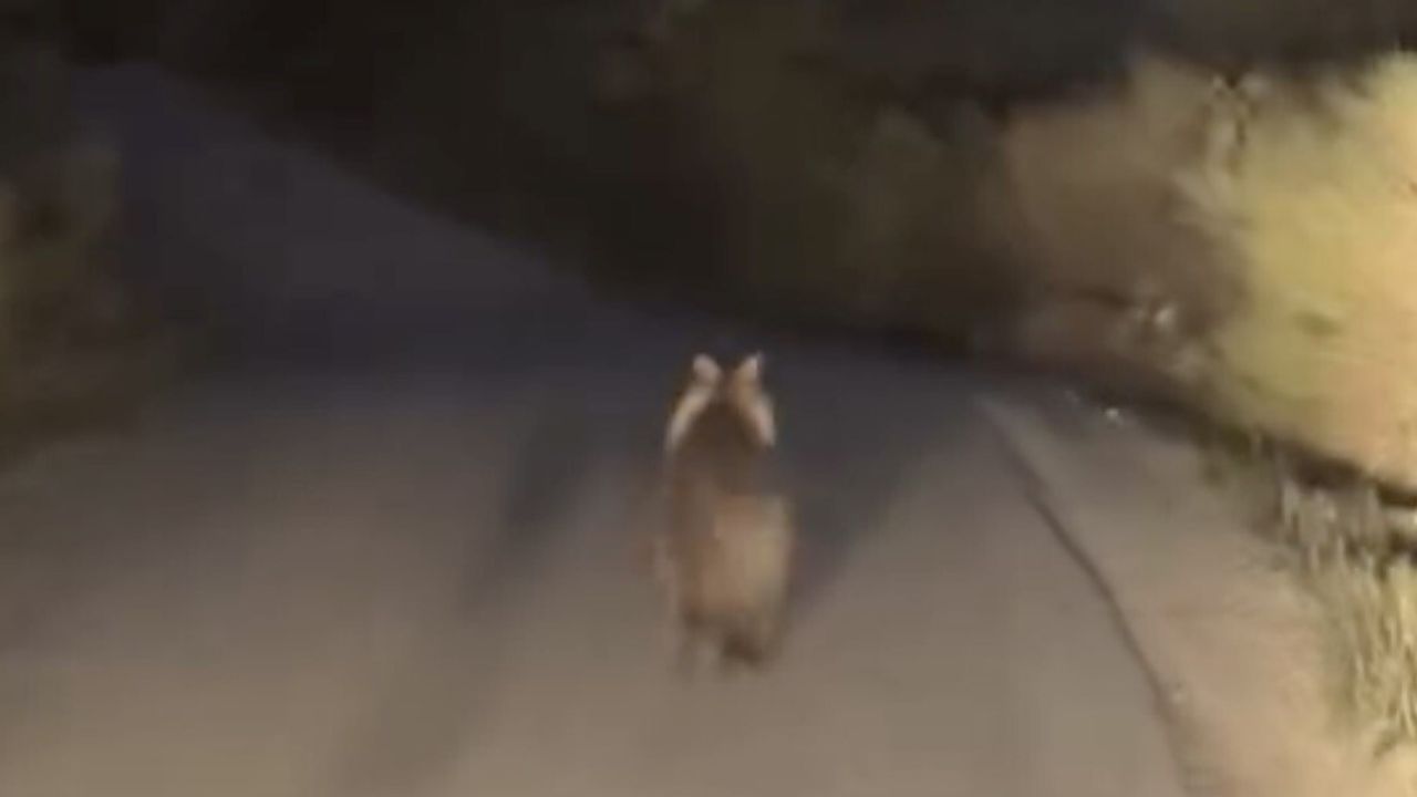 Biga'da köy yolunda ayı ile araç arasında kısa kovalamaca