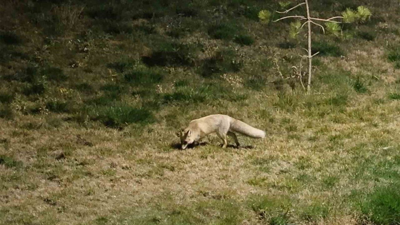 Bitlis'te Gece Sürprizi: Tilkiler Şehir Merkezinde Görüntülendi