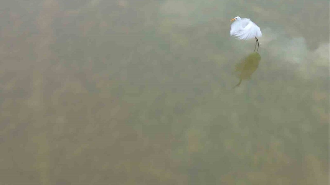 Bitlis’te sıcak su kaynakları kuşlara kış sığınağı sağlıyor