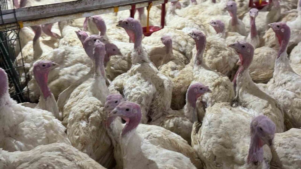 Bolu’da kanatlı yetiştiricilerine kuş gribi uyarısı