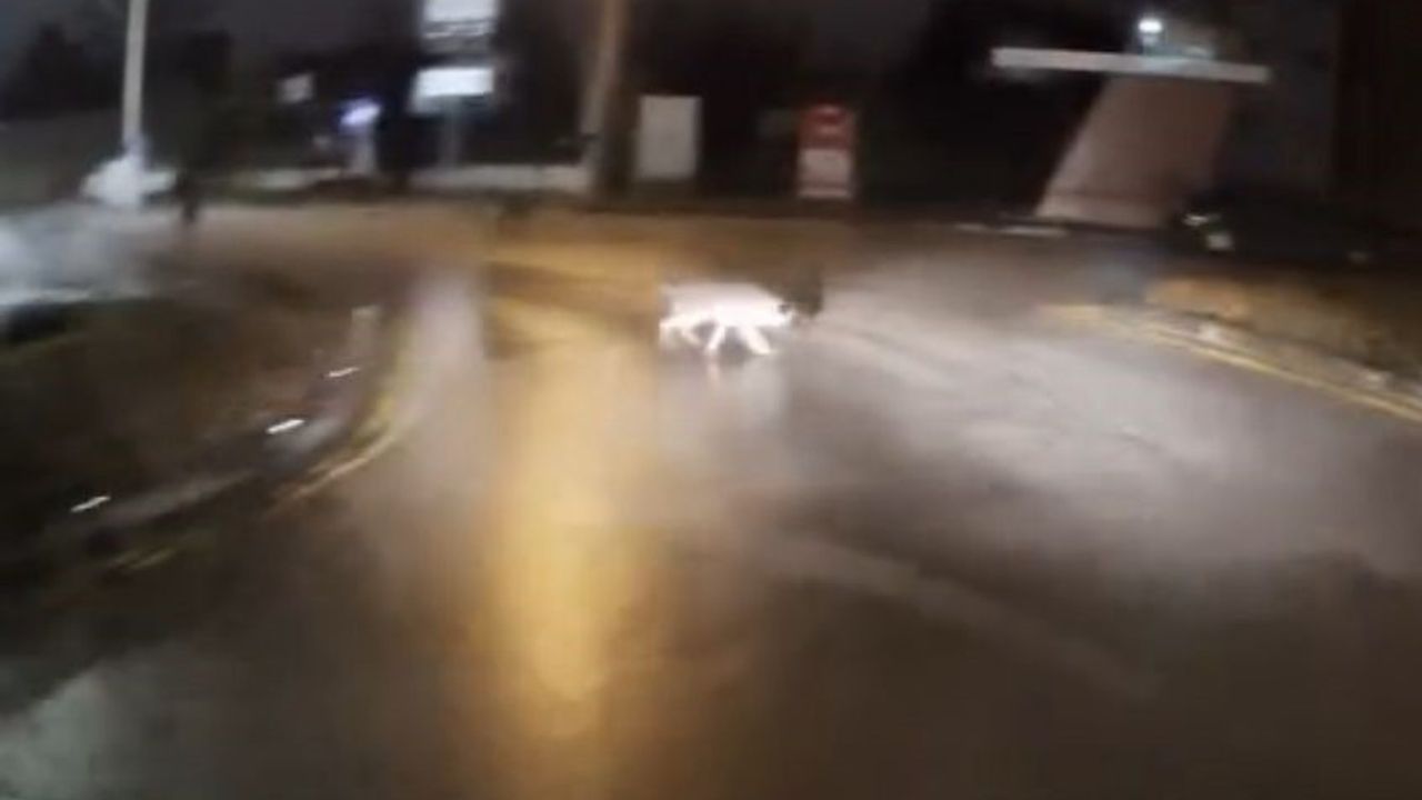 Bolu'da korna sesiyle kurtarılan genç: Sürücü müdahalesi araç kamerasında