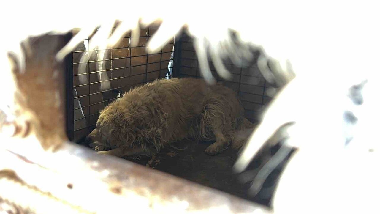 Bolu'da sokağın maskotu 'Waffle' barınağa götürüldü