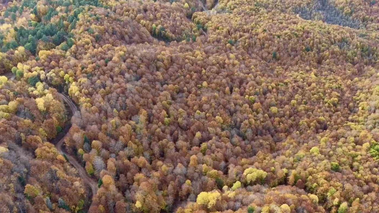 Bolu'nun Mengen İlçesinde Sonbahar Güzellikleri