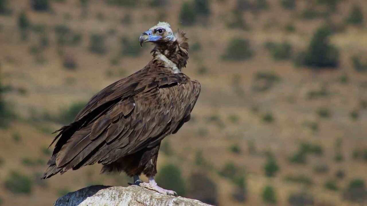 Bolu Sorkun'da nadir akbaba beslenme döngüsü: Doğanın temizlik zinciri