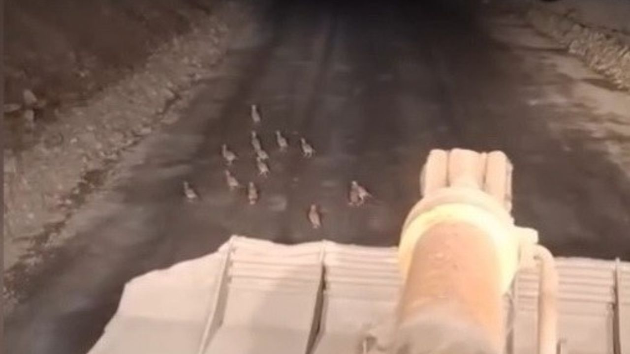 Boyabat'ta iş makinesini durduran operatör keklik yavrularının güvenli geçişini sağladı