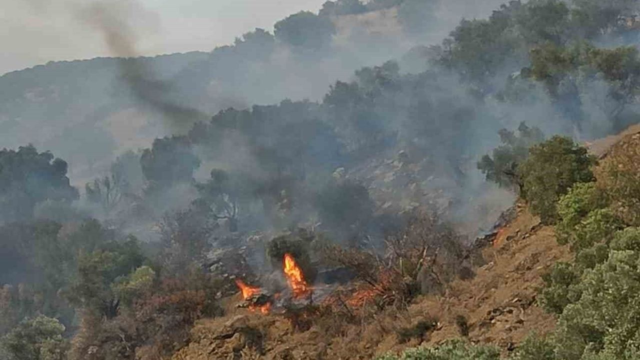 Bozdoğan Kavaklı'da orman yangını: Ekipler alevlere müdahale ediyor