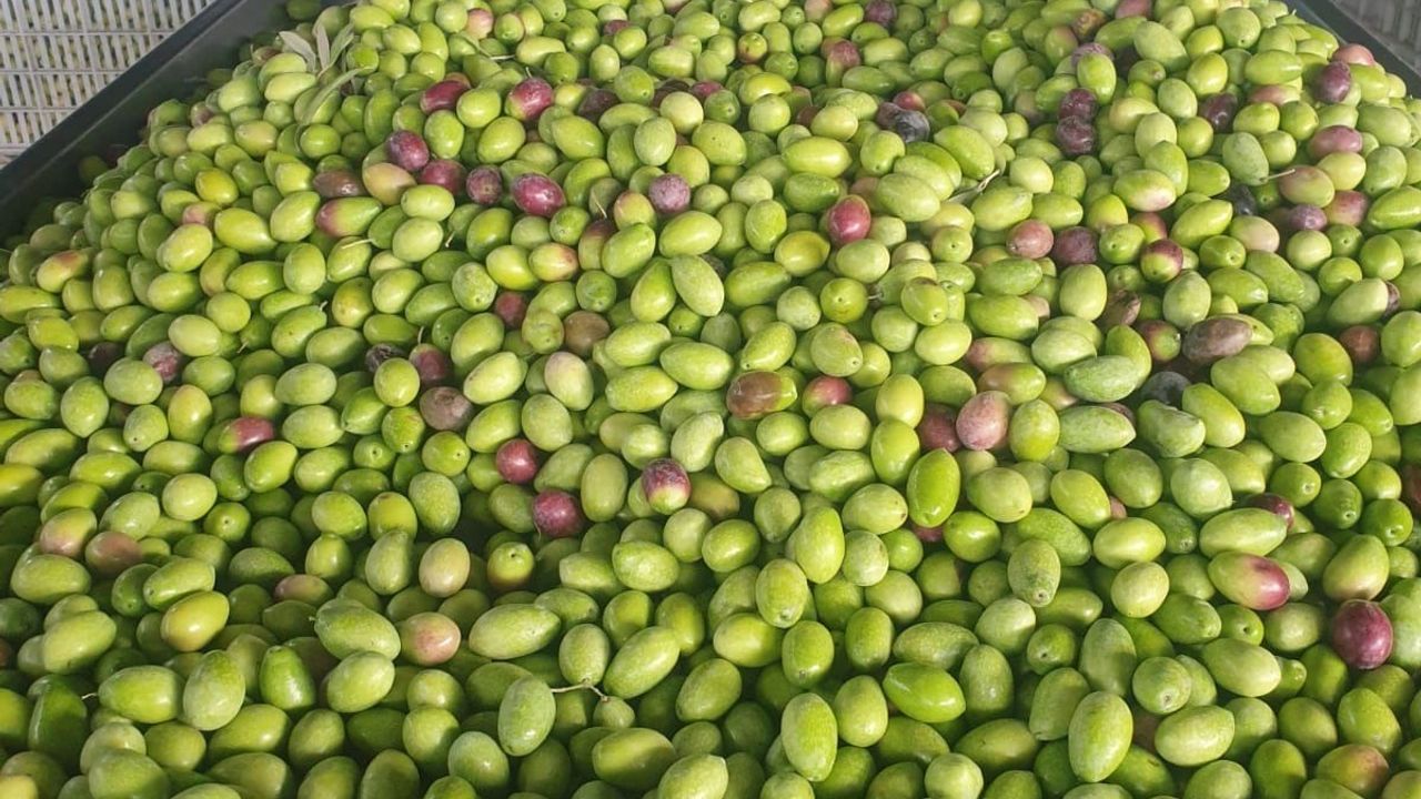 Buharkent'te zeytin rekolte ve kalite kontrolleri sürüyor