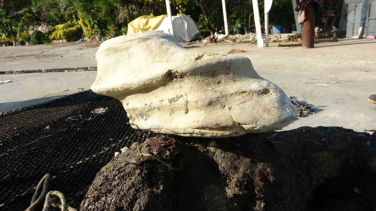 Bulancak’ta ağlara takılan at ayağı görünümlü taş şaşırttı