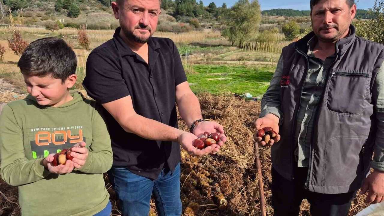 Buldan'da Kestane Hasatı Başladı