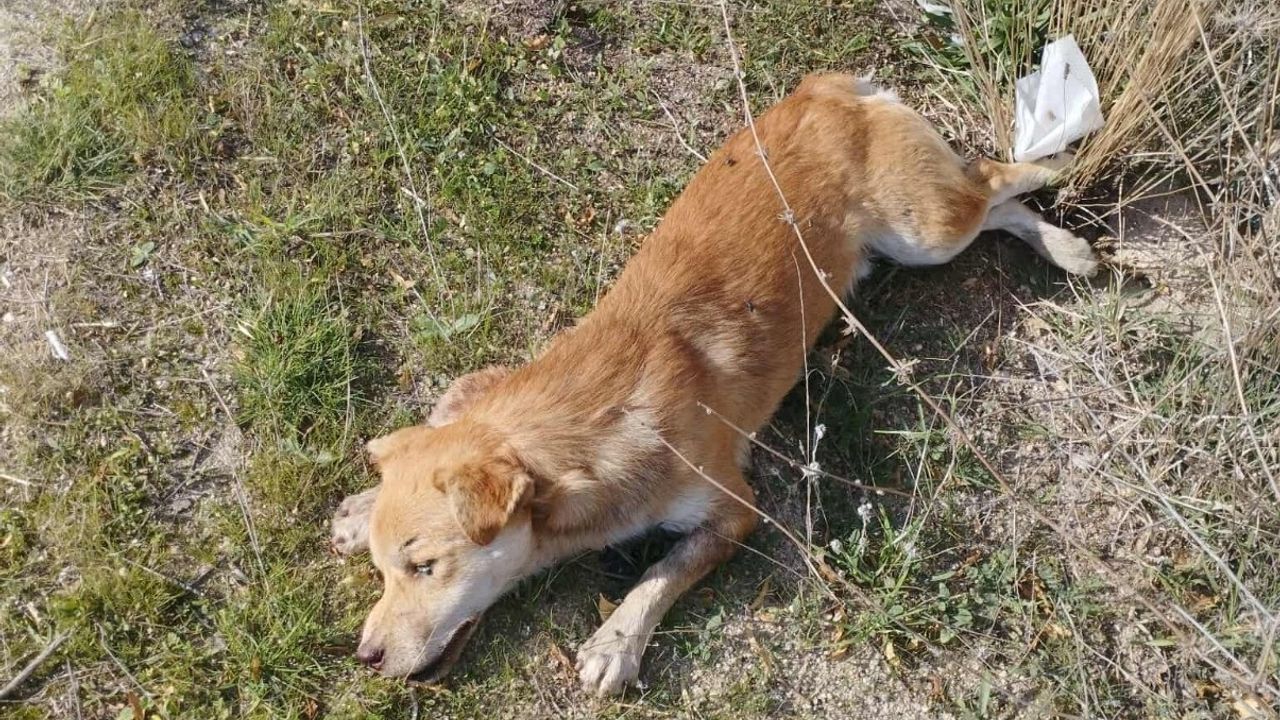 Buldan'da yol kenarında birden fazla ölü köpek bulundu