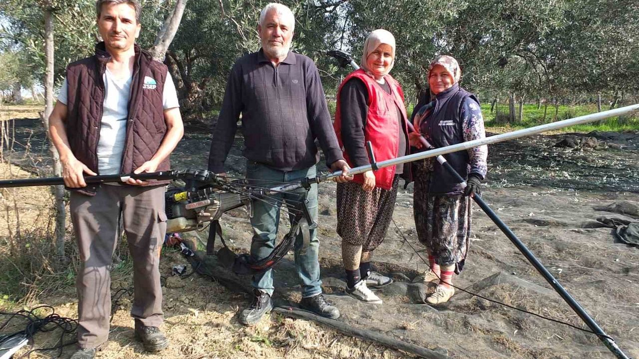 Burhaniye'de makineli zeytin hasadı verimi artırıyor