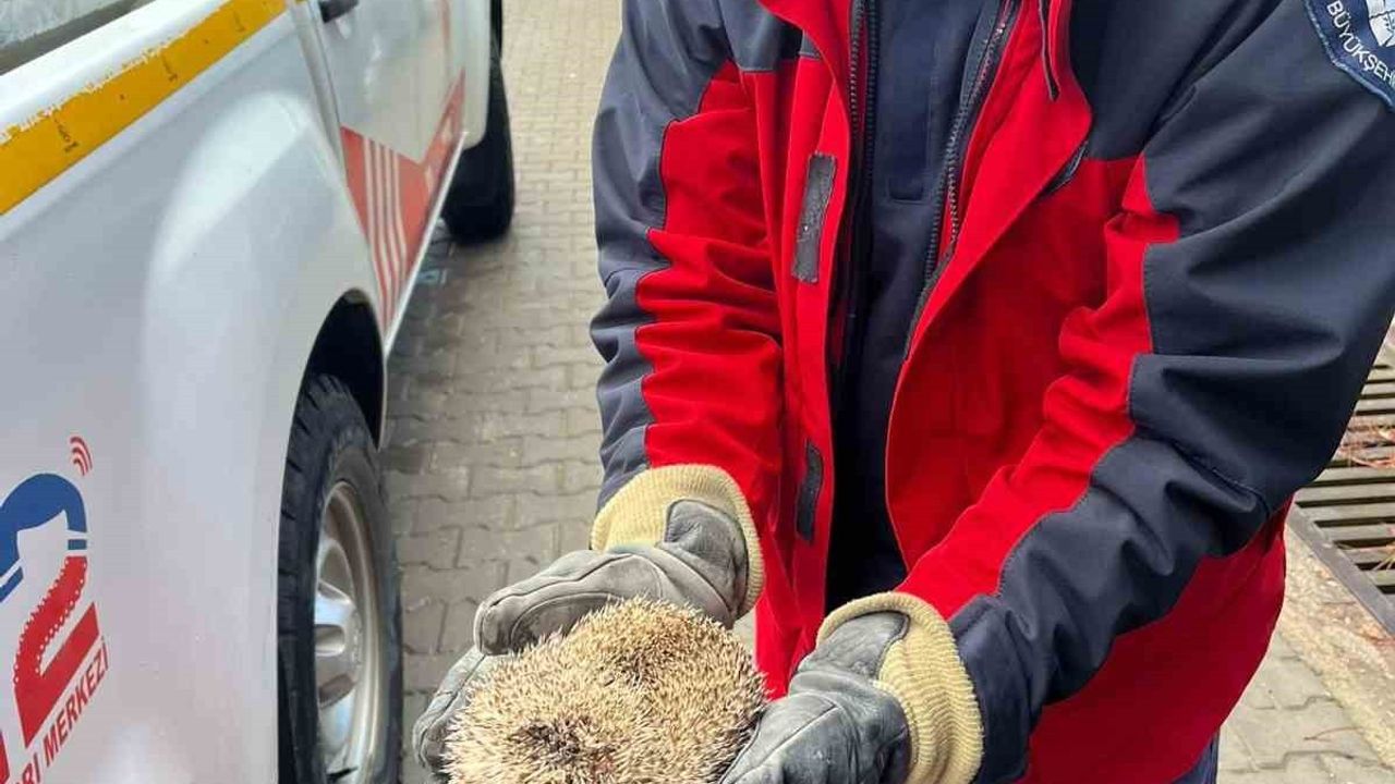 Burhaniye'de mazgala sıkışan kirpi itfaiye tarafından kurtarıldı