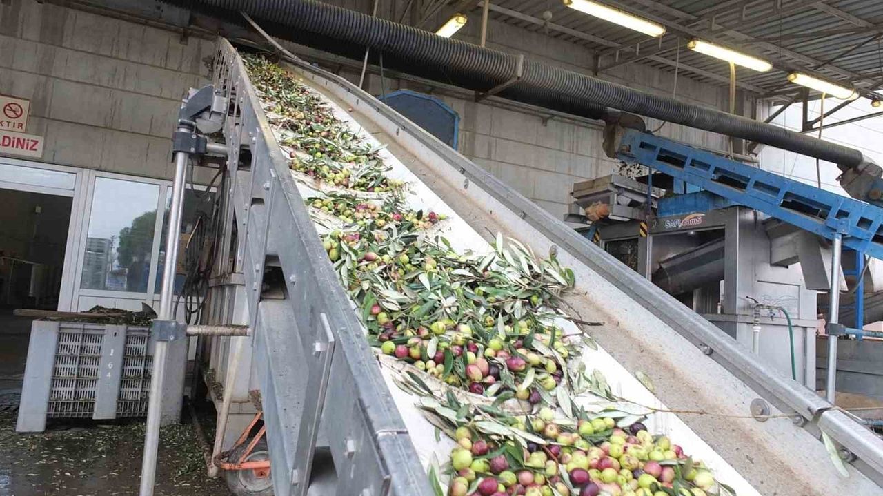 Burhaniye'de zeytinde rekolte düşük, zeytinyağında kalite yüksek