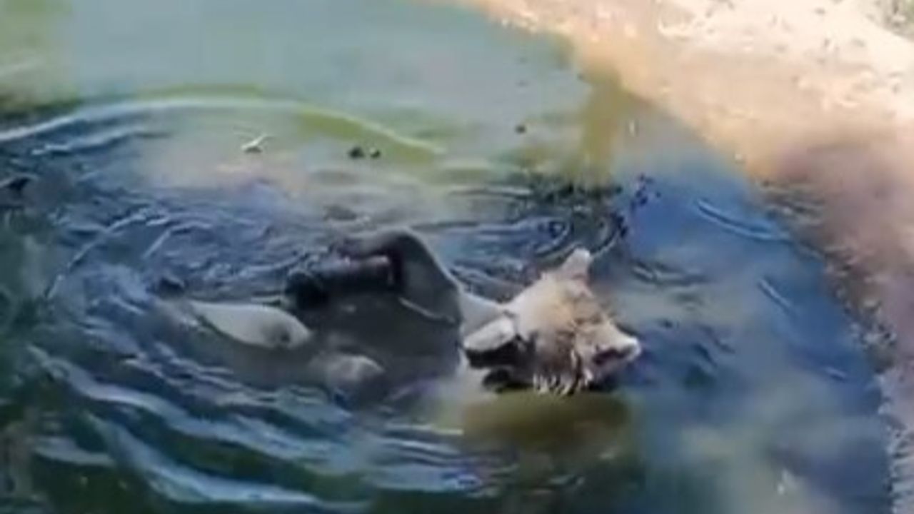 Bursa Ovakorusu'nda Ayılar, Kış Öncesi Güneşli Banyo Keyfi