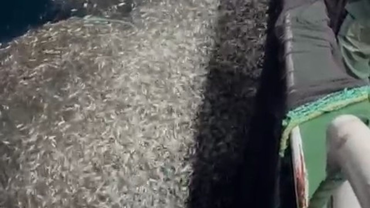 Çanakkale'de balıkçılardan örnek: Yavru kupesler denize geri bırakıldı