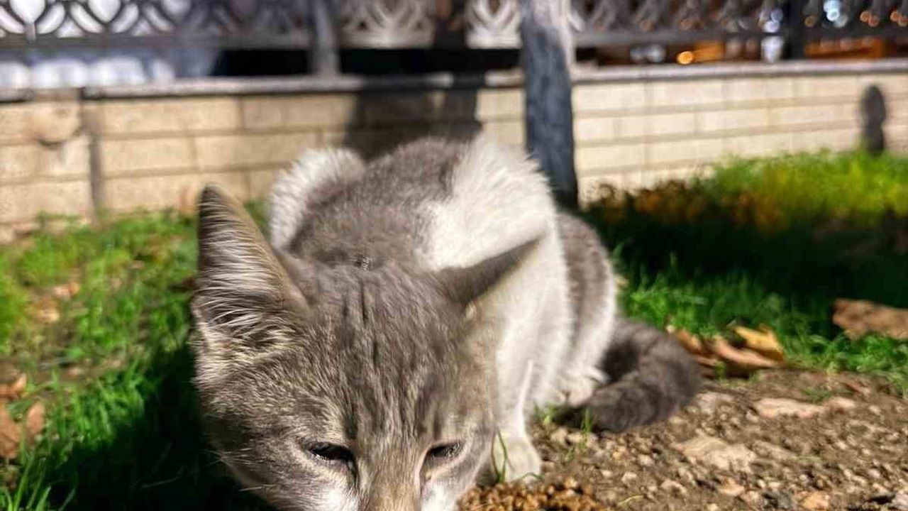 Çanakkale’de olta kancası takılan kedi vatandaşlar ve veteriner tarafından kurtarıldı