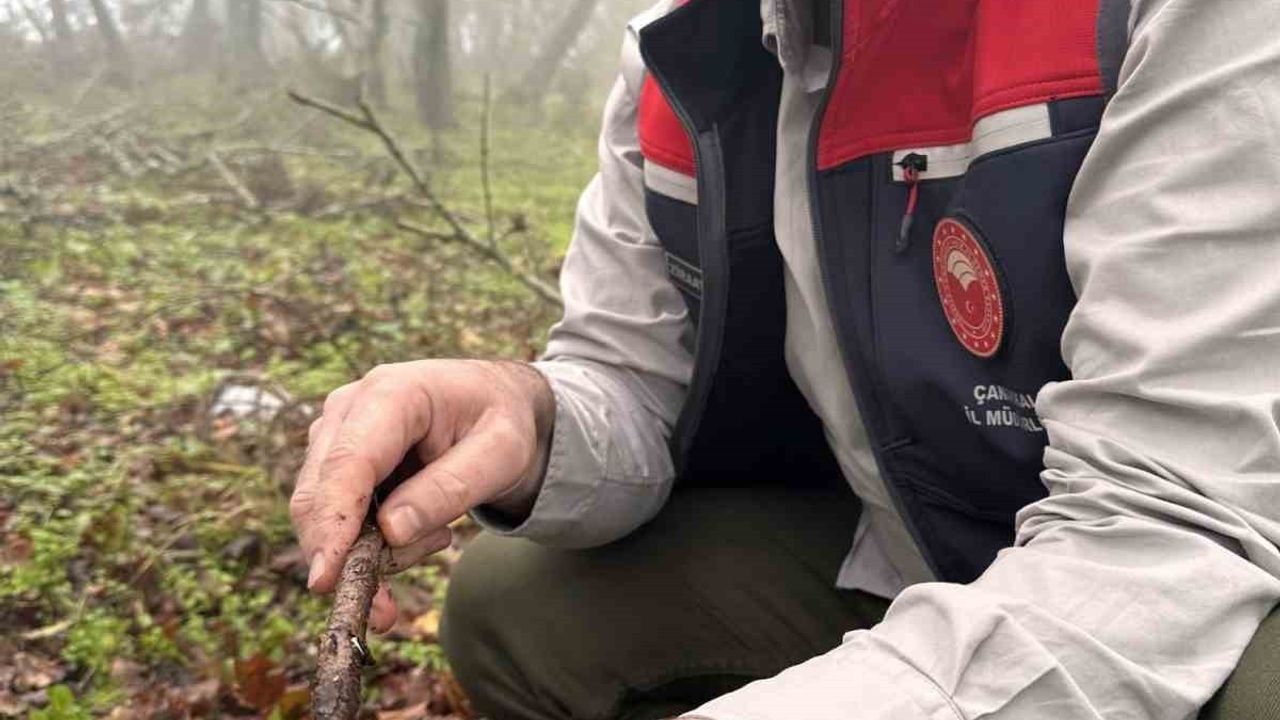Çanakkale’de süneyle mücadele: Tarım Müdürlüğü saha sürveylerini yoğunlaştırdı