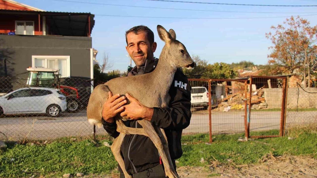 Çanakkale'de Yangından Kurtulan Yavru Karaca, Köyün Yeni Maskotu Oldu